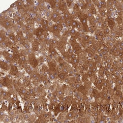 Invitrogen ADAMTS7 Polyclonal Antibody 100 &mu;L; Unconjugated:Antibodies,