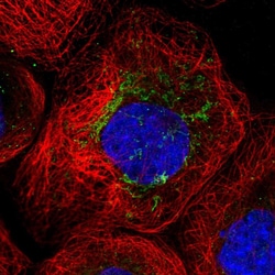 Invitrogen ANKRD34C Polyclonal Antibody 100 &mu;L; Unconjugated:Antibodies,
