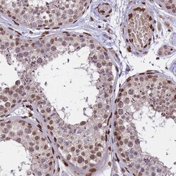 Invitrogen GPR135 Polyclonal Antibody 100 &mu;L; Unconjugated:Antibodies,