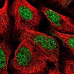 Invitrogen ZBED4 Polyclonal Antibody 100 &mu;L; Unconjugated:Antibodies,