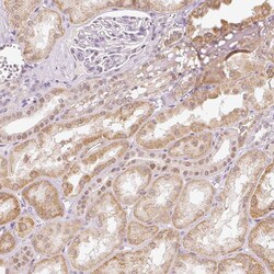 Invitrogen FLRG Polyclonal Antibody 100 &mu;L; Unconjugated:Antibodies,