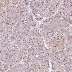 Invitrogen FLRG Polyclonal Antibody 100 &mu;L; Unconjugated:Antibodies,