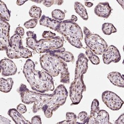 Invitrogen FLRG Polyclonal Antibody 100 &mu;L; Unconjugated:Antibodies,