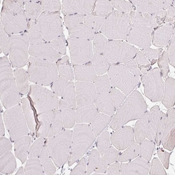 Invitrogen FLRG Polyclonal Antibody 100 &mu;L; Unconjugated:Antibodies,