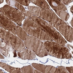 Invitrogen C5orf34 Polyclonal Antibody 100 &mu;L; Unconjugated:Antibodies,