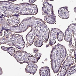 Invitrogen HTRA4 Polyclonal Antibody 100 &mu;L; Unconjugated:Antibodies,