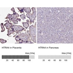 Invitrogen HTRA4 Polyclonal Antibody 100 &mu;L; Unconjugated:Antibodies,