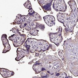 Invitrogen HTRA4 Polyclonal Antibody 100 &mu;L; Unconjugated:Antibodies,