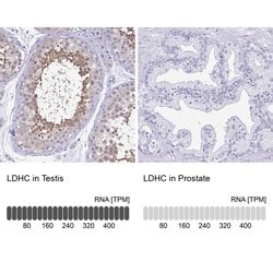 Invitrogen LDHC Polyclonal Antibody 100 &mu;L; Unconjugated:Antibodies,