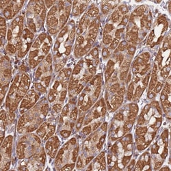 Invitrogen NUDT12 Polyclonal Antibody 100 &mu;L; Unconjugated:Antibodies,