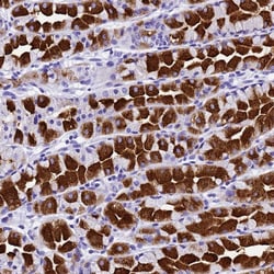 Invitrogen HERC4 Polyclonal Antibody 100 &mu;L; Unconjugated:Antibodies,