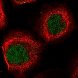 Invitrogen EID2 Polyclonal Antibody 100 &mu;L; Unconjugated:Antibodies,