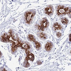 Invitrogen VWA8 Polyclonal Antibody 100 &mu;L; Unconjugated:Antibodies,