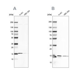 Invitrogen COX20 Polyclonal Antibody 100 &mu;L | Buy Online | Invitrogen&trade; | Fisher Scientific