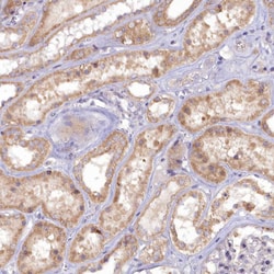 Invitrogen EFHA1 Polyclonal Antibody 100 &mu;L; Unconjugated:Antibodies,
