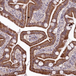 Invitrogen EFHA1 Polyclonal Antibody 100 &mu;L; Unconjugated:Antibodies,