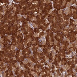 Invitrogen NXNL2 Polyclonal Antibody 100 &mu;L | Buy Online | Invitrogen&trade; | Fisher Scientific