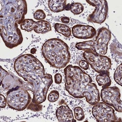 Invitrogen FAM195B Polyclonal Antibody 100 &mu;L; Unconjugated:Antibodies,