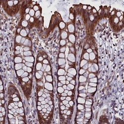 Invitrogen FAM195B Polyclonal Antibody 100 &mu;L; Unconjugated:Antibodies,