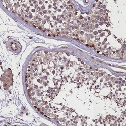 Invitrogen FAM195B Polyclonal Antibody 100 &mu;L; Unconjugated:Antibodies,