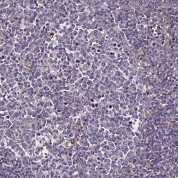 Invitrogen FAM195B Polyclonal Antibody 100 &mu;L; Unconjugated:Antibodies,