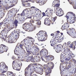 Invitrogen OR2W3 Polyclonal Antibody 100 &mu;L; Unconjugated:Antibodies,