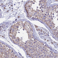 Invitrogen OR2W3 Polyclonal Antibody 100 &mu;L; Unconjugated:Antibodies,