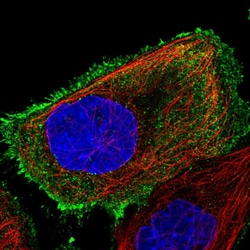 Invitrogen OR8S1 Polyclonal Antibody 100 &mu;L; Unconjugated:Antibodies,