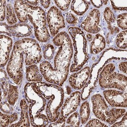 Invitrogen OR8S1 Polyclonal Antibody 100 &mu;L; Unconjugated:Antibodies,