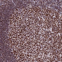 Invitrogen SNRPA1 Polyclonal Antibody 100 &mu;L; Unconjugated:Antibodies,