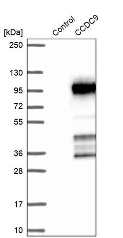 Invitrogen CCDC9 Polyclonal Antibody 100 &mu;L; Unconjugated:Antibodies,
