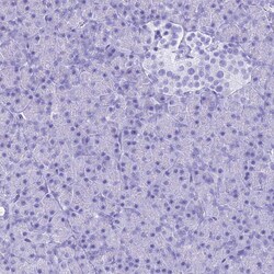 Invitrogen PATE4 Polyclonal Antibody 100 &mu;L; Unconjugated:Antibodies,