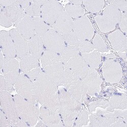 Invitrogen PATE4 Polyclonal Antibody 100 &mu;L; Unconjugated:Antibodies,