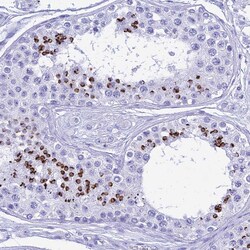 Invitrogen PATE4 Polyclonal Antibody 100 &mu;L; Unconjugated:Antibodies,