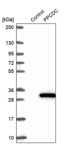 Invitrogen PPCDC Polyclonal Antibody 100 &mu;L; Unconjugated:Antibodies,