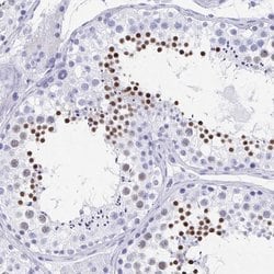 Invitrogen HDGFL1 Polyclonal Antibody 100 &mu;L; Unconjugated:Antibodies,
