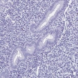 Invitrogen HDGFL1 Polyclonal Antibody 100 &mu;L; Unconjugated:Antibodies,