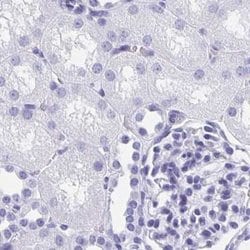 Invitrogen HDGFL1 Polyclonal Antibody 100 &mu;L; Unconjugated:Antibodies,
