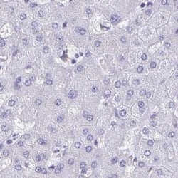 Invitrogen HDGFL1 Polyclonal Antibody 100 &mu;L; Unconjugated:Antibodies,