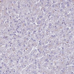 Invitrogen UBE2G1 Polyclonal Antibody 100 &mu;L; Unconjugated:Antibodies,