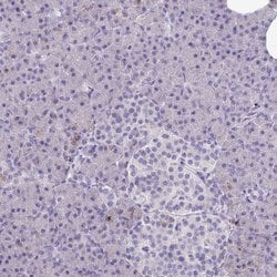 Invitrogen CPVL Polyclonal Antibody 100 &mu;L; Unconjugated:Antibodies,