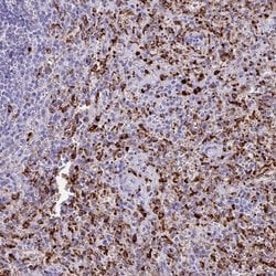Invitrogen CPVL Polyclonal Antibody 100 &mu;L; Unconjugated:Antibodies,