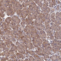Invitrogen SPANXN4 Polyclonal Antibody 100 &mu;L; Unconjugated:Antibodies,