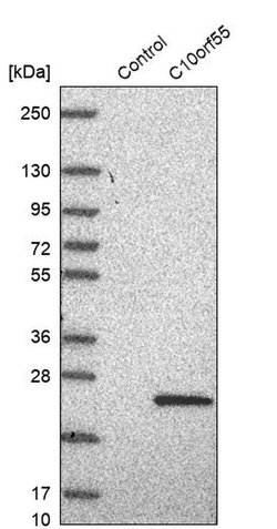 Invitrogen C10orf55 Polyclonal Antibody 100 &mu;L; Unconjugated:Antibodies,