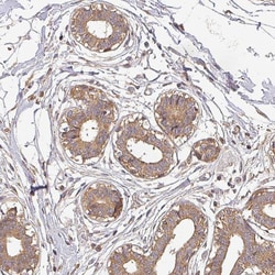 Invitrogen BPIFB3 Polyclonal Antibody 100 &mu;L; Unconjugated:Antibodies,