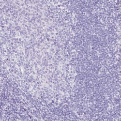 Invitrogen HAPLN2 Polyclonal Antibody 100 &mu;L; Unconjugated:Antibodies,