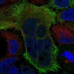 Invitrogen MOCS1 Polyclonal Antibody 100 &mu;L; Unconjugated:Antibodies,