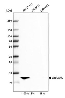 Invitrogen S100A16 Polyclonal Antibody 100 &mu;L; Unconjugated:Antibodies,