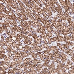 Invitrogen DCDC2C Polyclonal Antibody 100 &mu;L; Unconjugated:Antibodies,