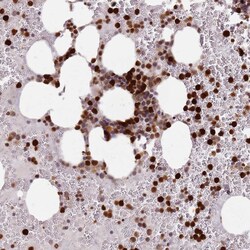 Invitrogen RESP18 Polyclonal Antibody 100 &mu;L; Unconjugated:Antibodies,